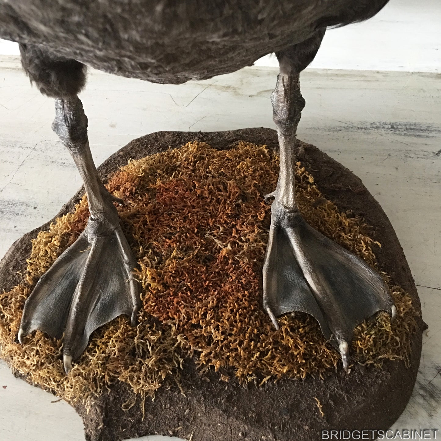 Antique Taxidermy Black Swan