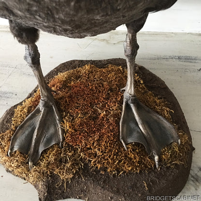 Antique Taxidermy Black Swan