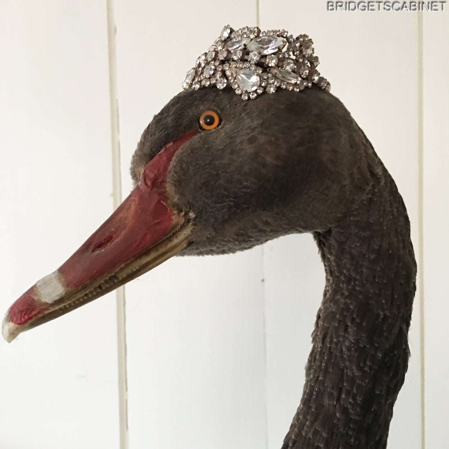 Antique Taxidermy Black Swan
