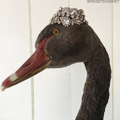 Antique Taxidermy Black Swan