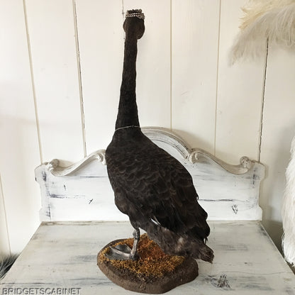 Antique Taxidermy Black Swan