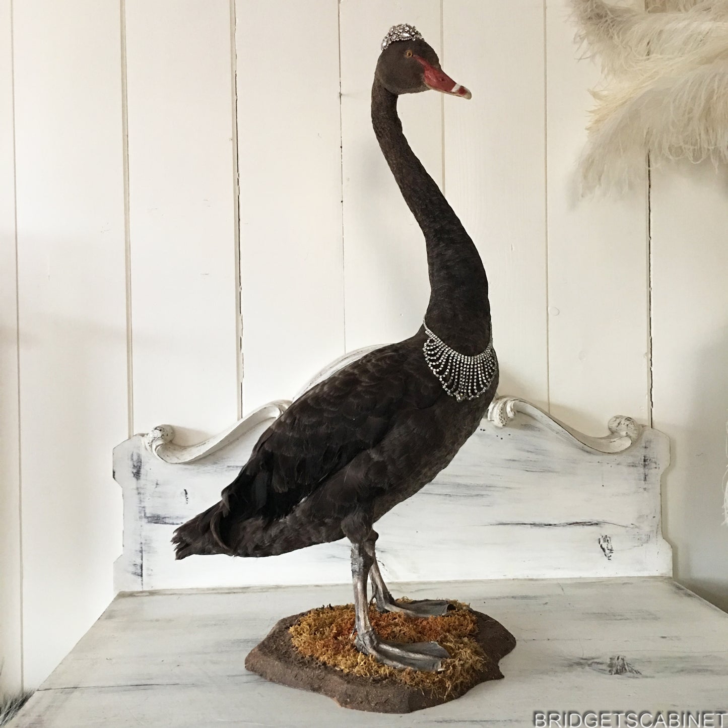 Antique Taxidermy Black Swan