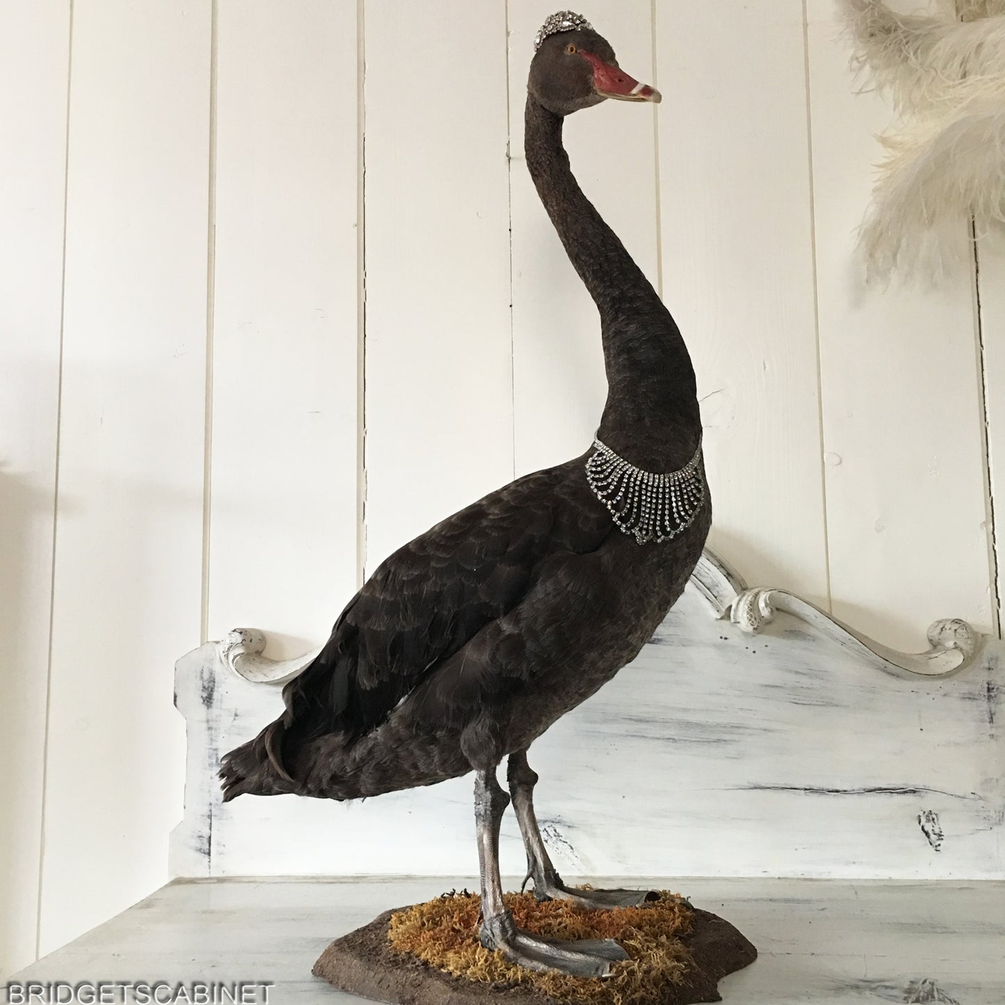 Antique Taxidermy Black Swan