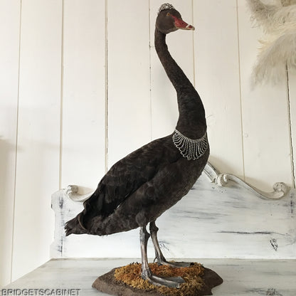 Antique Taxidermy Black Swan