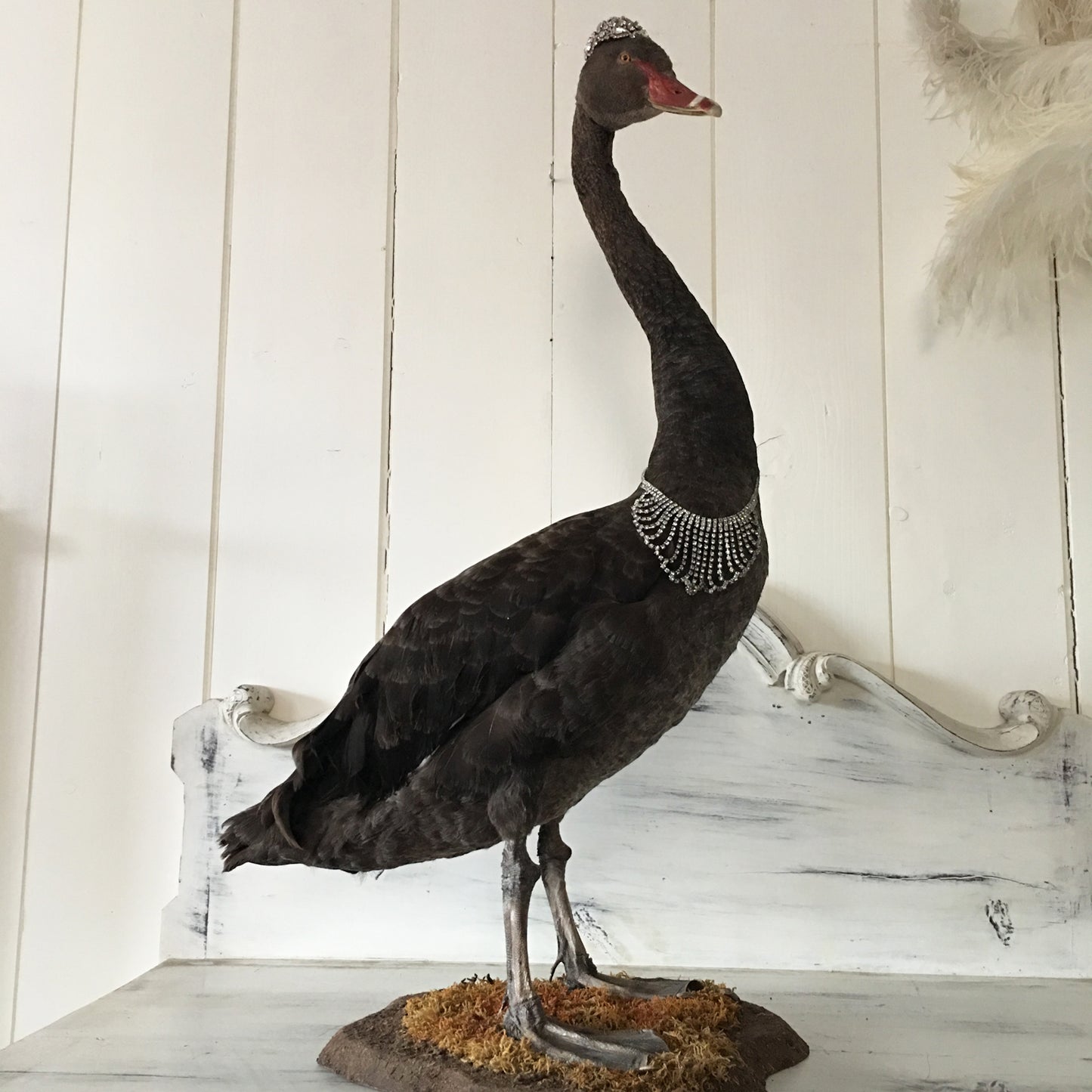 Antique Taxidermy Black Swan