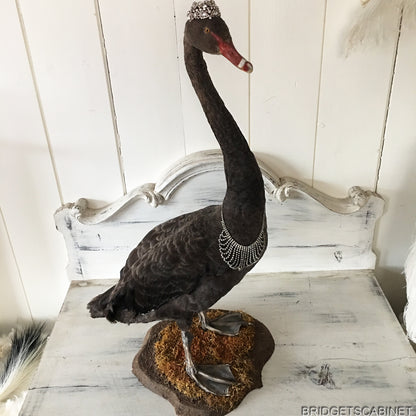 Antique Taxidermy Black Swan