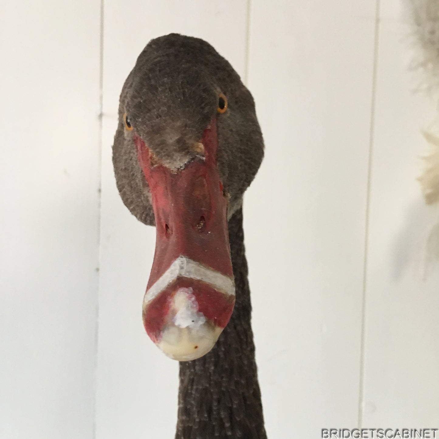 Antique Taxidermy Black Swan