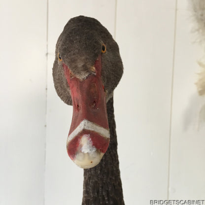 Antique Taxidermy Black Swan