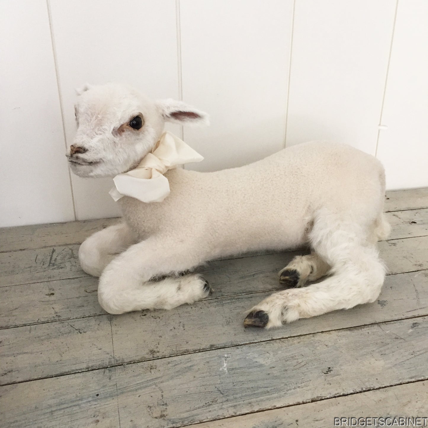 Taxidermy Lamb White