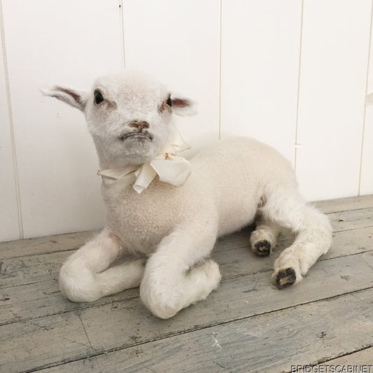 Taxidermy Lamb White