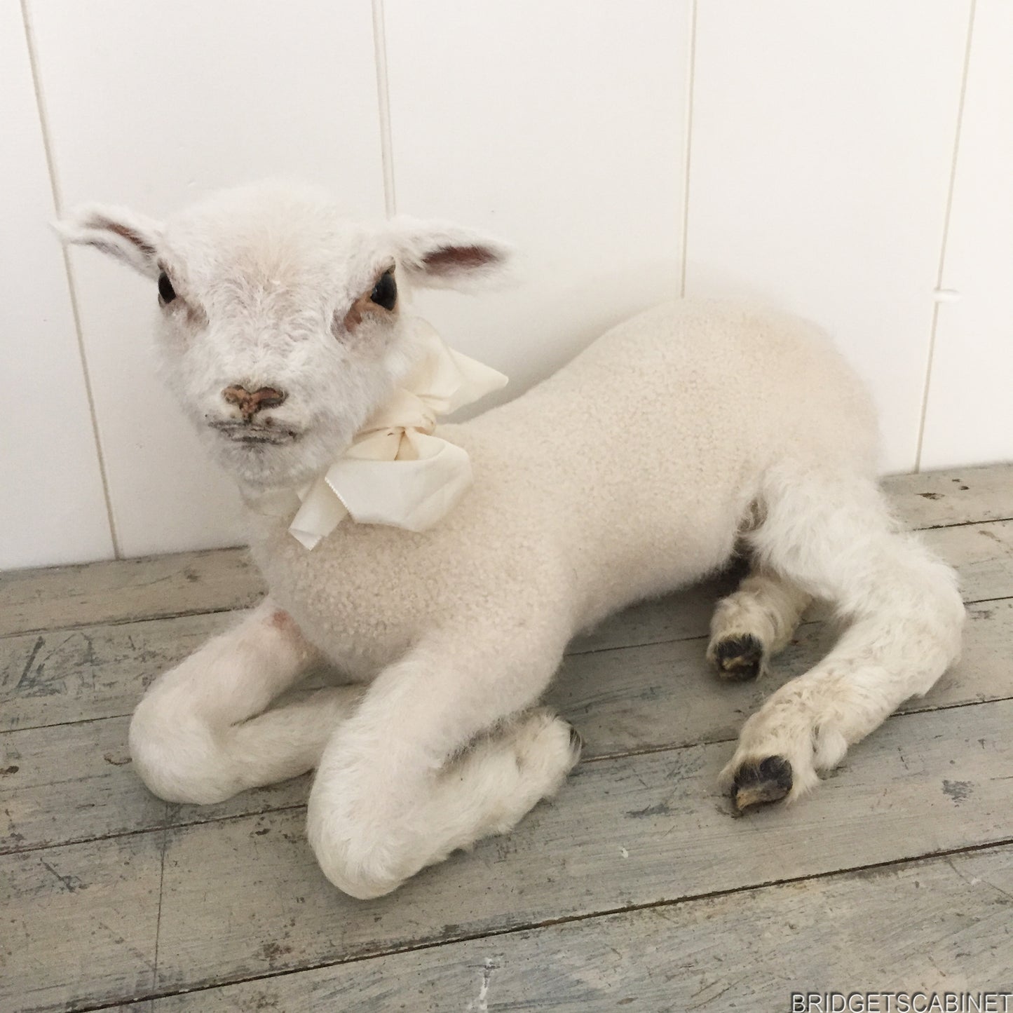 Taxidermy Lamb White