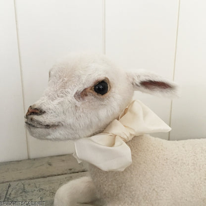 Taxidermy Lamb White