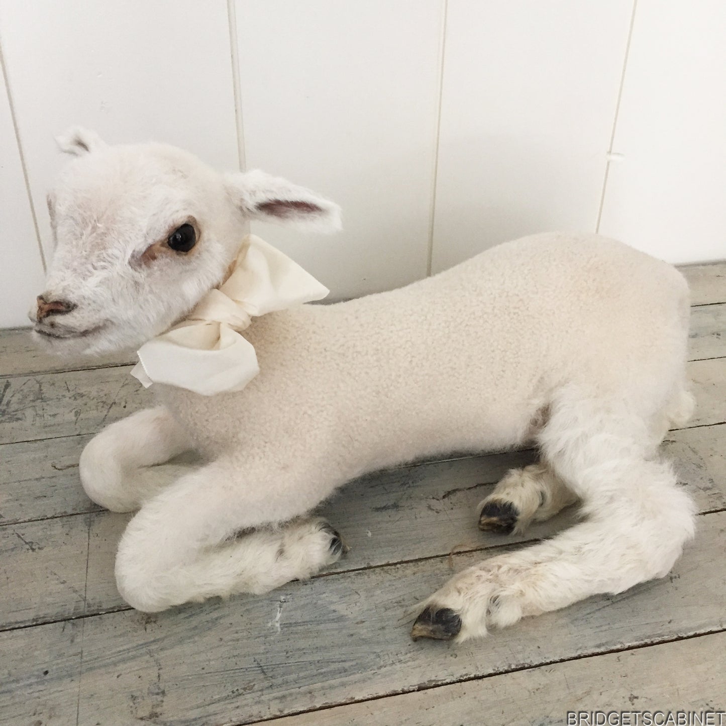Taxidermy Lamb White