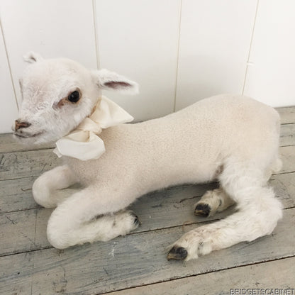Taxidermy Lamb White