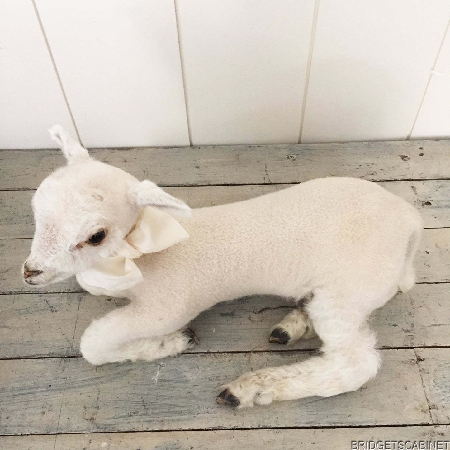 Taxidermy Lamb White