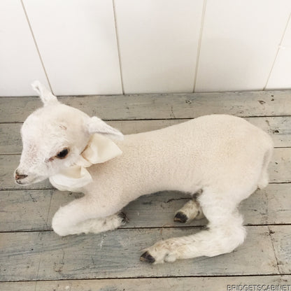 Taxidermy Lamb White