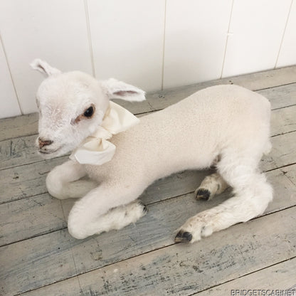 Taxidermy Lamb White