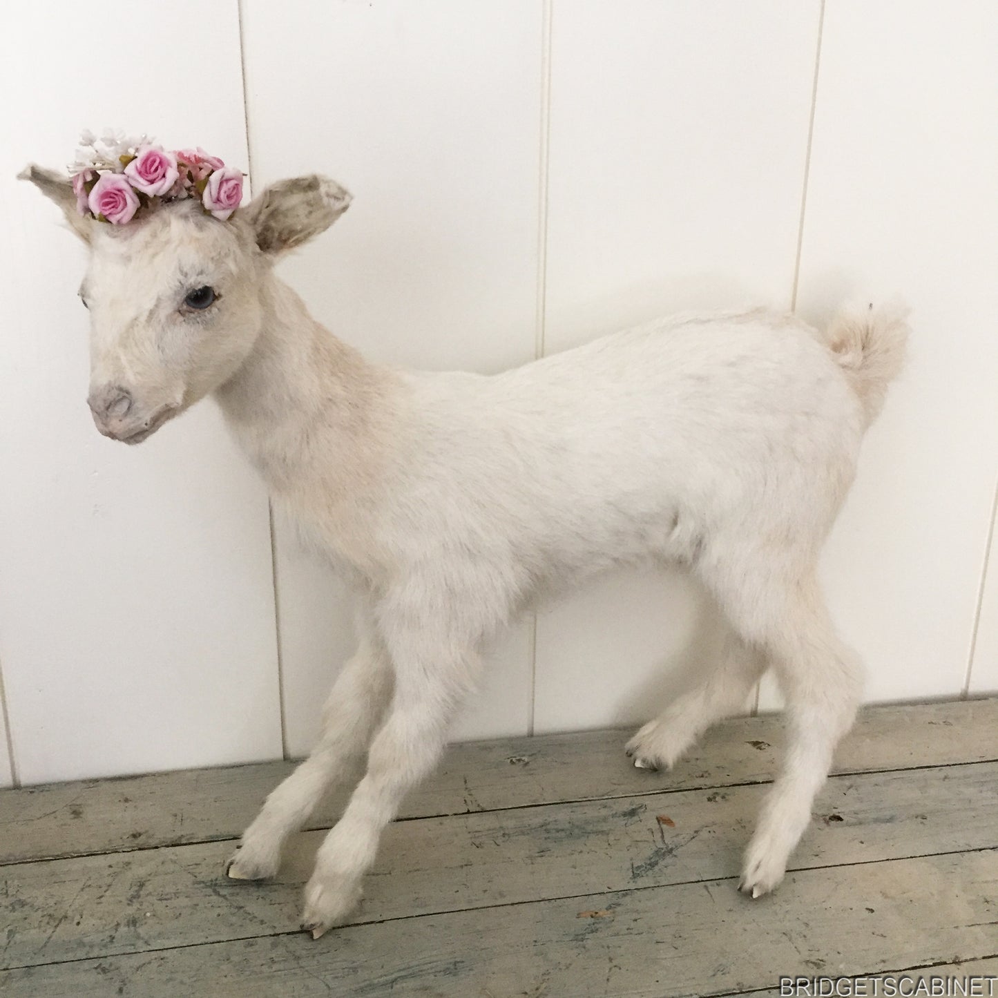 Taxidermy White Goat