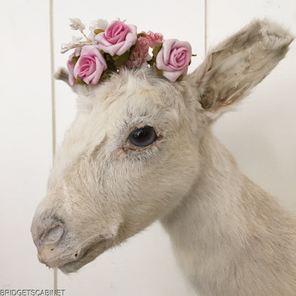 Taxidermy White Goat