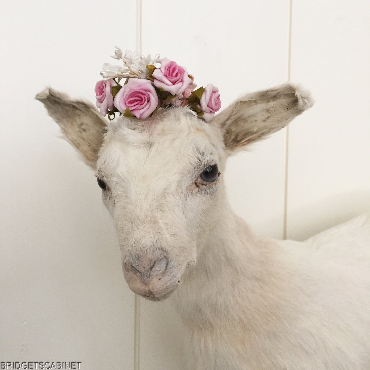 Taxidermy White Goat