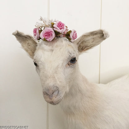 Taxidermy White Goat
