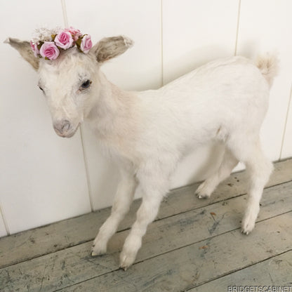 Taxidermy White Goat