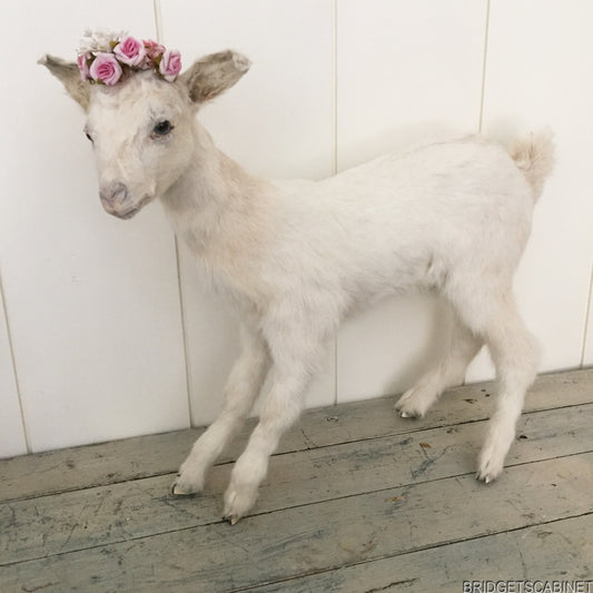 Taxidermy White Goat