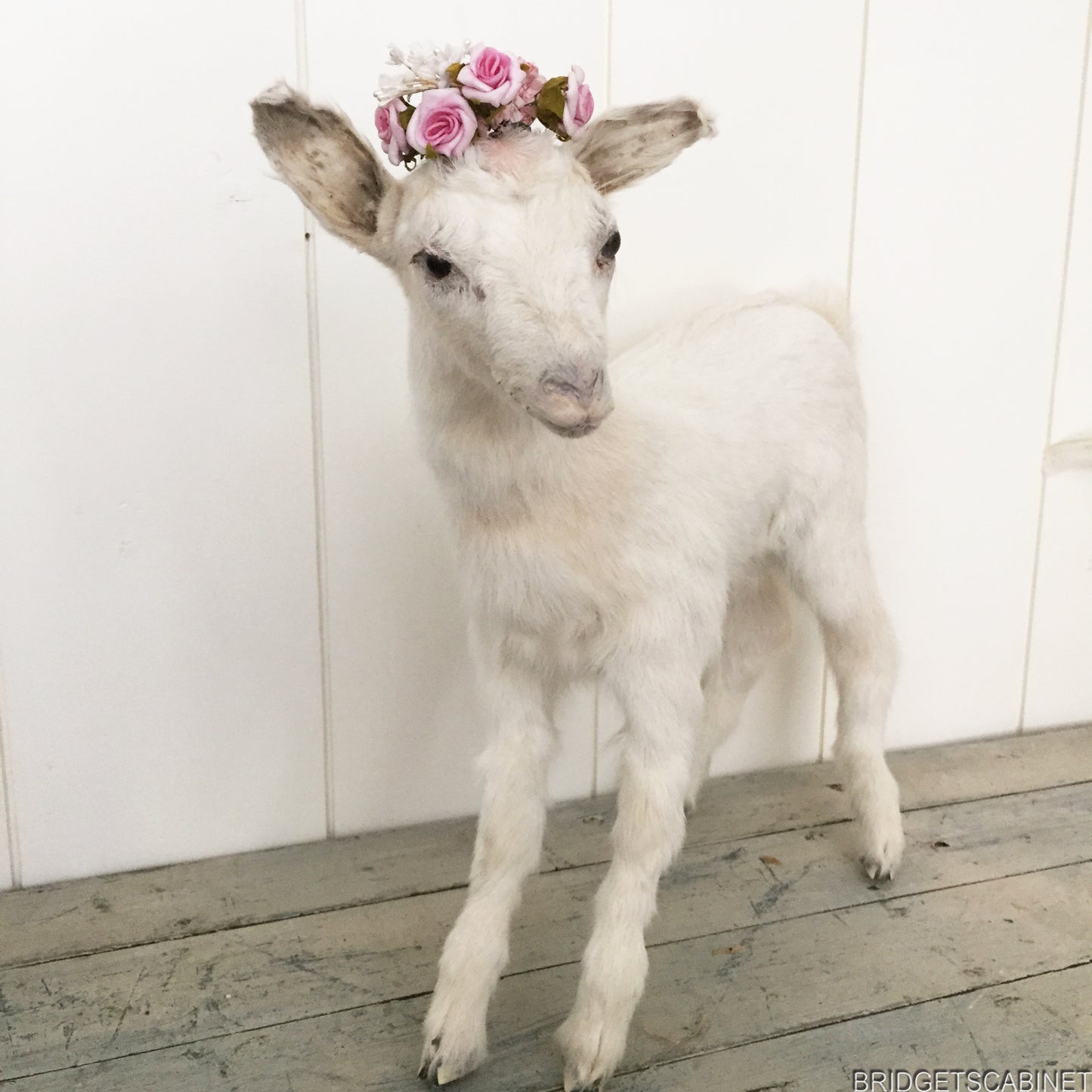 Taxidermy White Goat