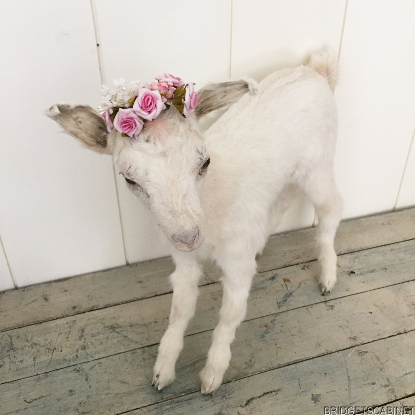 Taxidermy White Goat