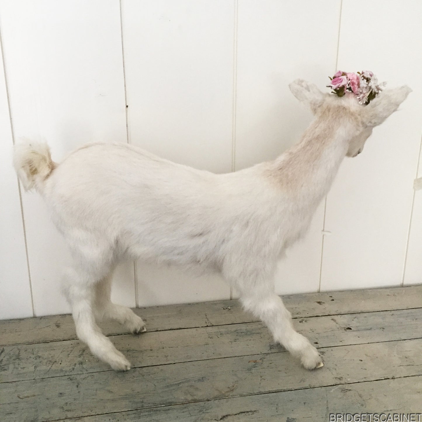 Taxidermy White Goat