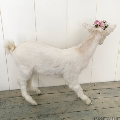 Taxidermy White Goat