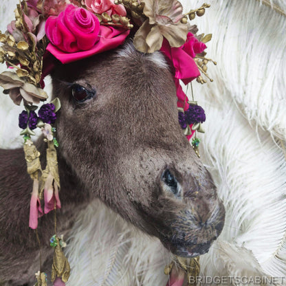 Taxidermy Mini Horse Foal