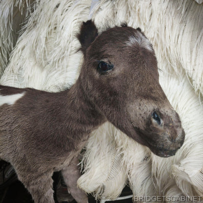 Taxidermy Mini Horse Foal
