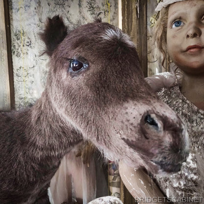 Taxidermy Mini Horse Foal