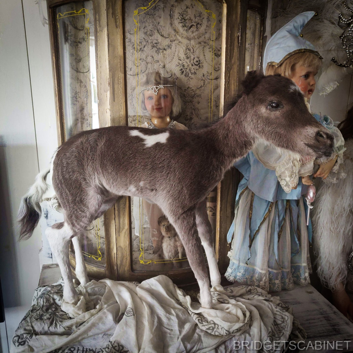 Taxidermy Mini Horse Foal
