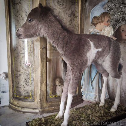 Taxidermy Mini Horse Foal