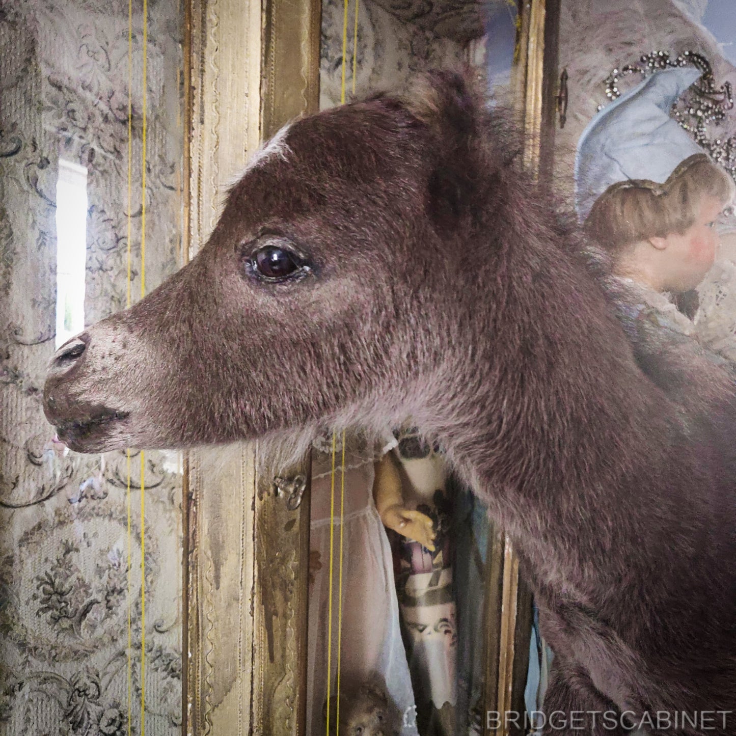 Taxidermy Mini Horse Foal