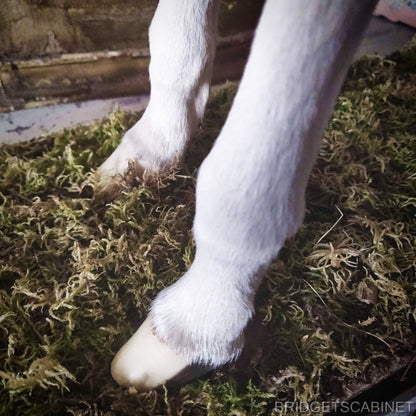 Taxidermy Mini Horse Foal