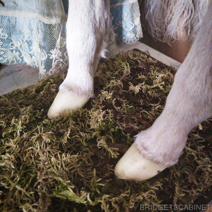 Taxidermy Mini Horse Foal