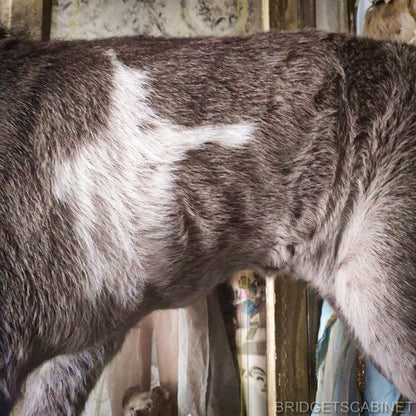 Taxidermy Mini Horse Foal