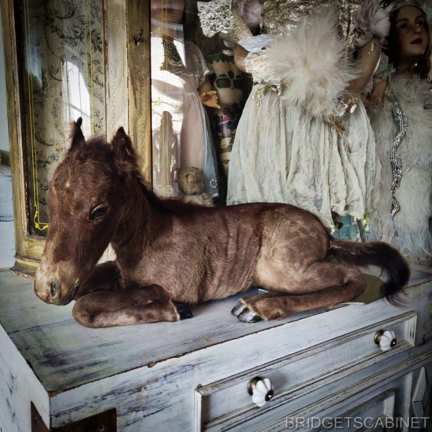 Vintage Taxidermy Foal Horse