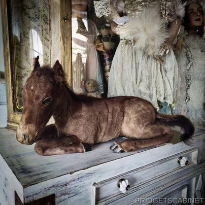 Vintage Taxidermy Foal Horse