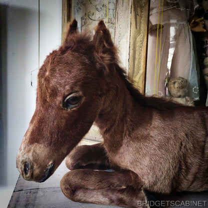 Vintage Taxidermy Foal Horse