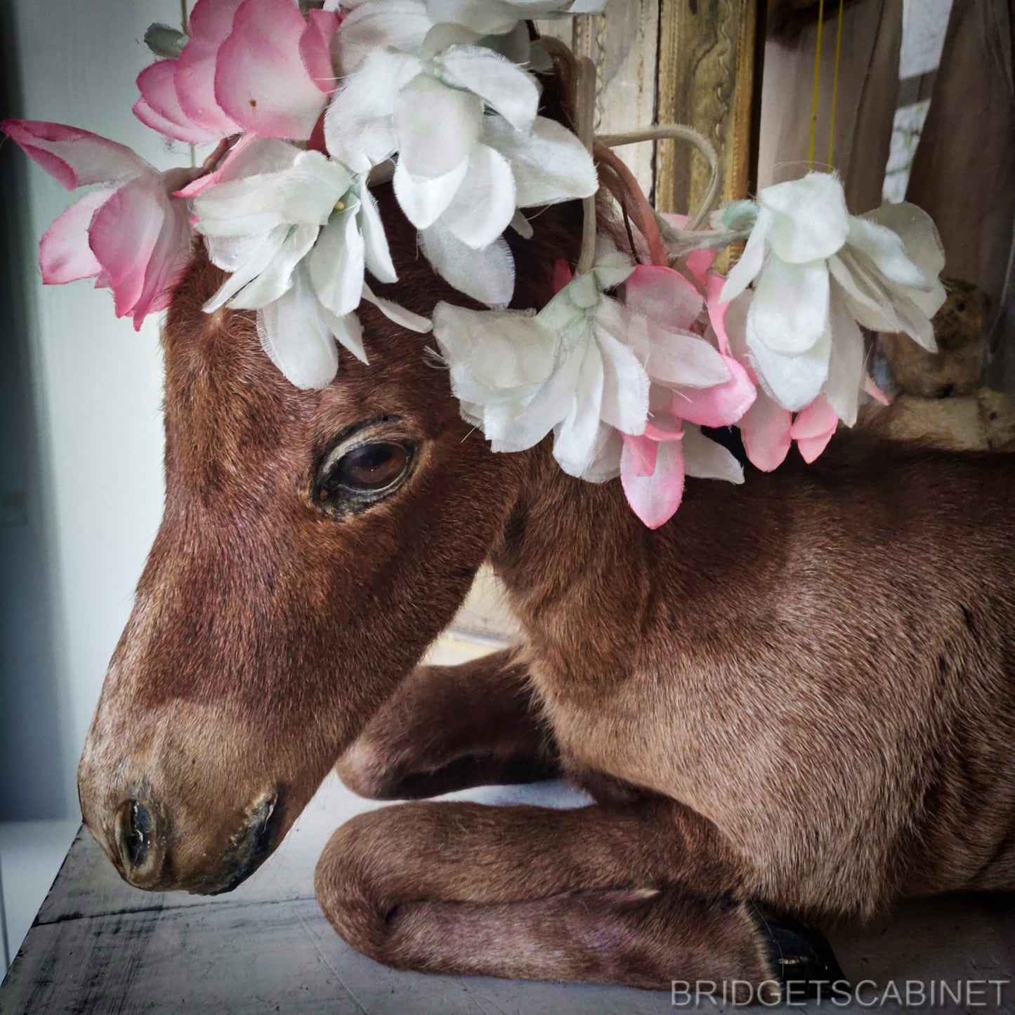 Vintage Taxidermy Foal Horse