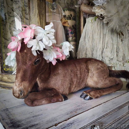 Vintage Taxidermy Foal Horse