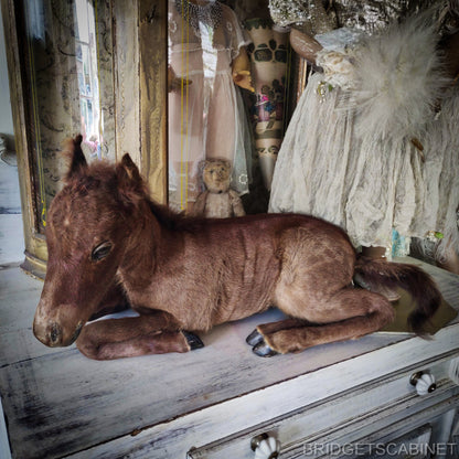 Vintage Taxidermy Foal Horse