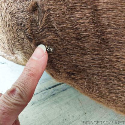 Vintage Taxidermy Foal Horse