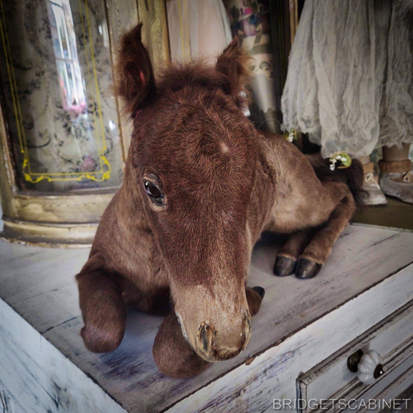 Vintage Taxidermy Foal Horse