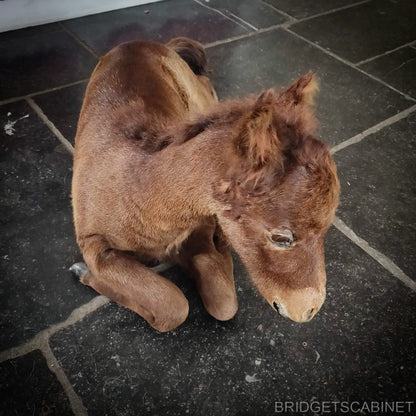 Vintage Taxidermy Foal Horse
