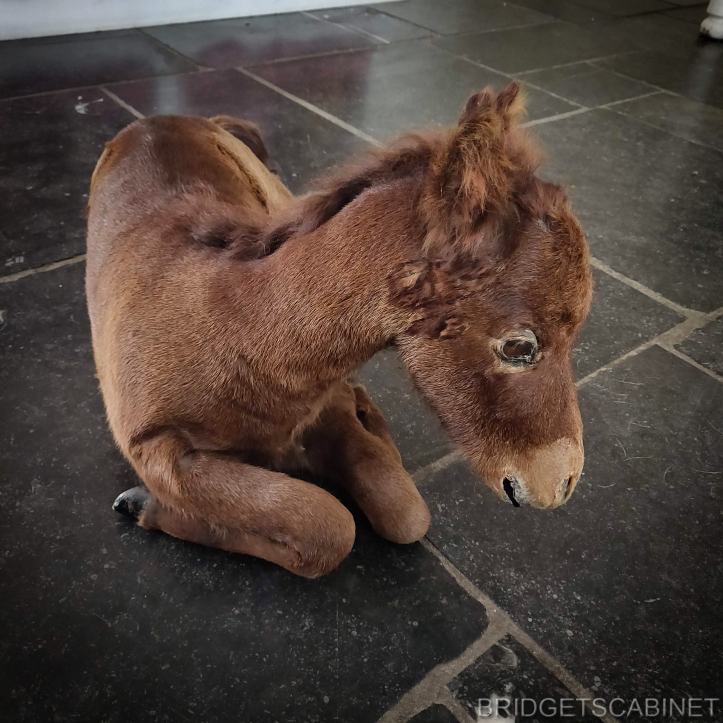 Vintage Taxidermy Foal Horse